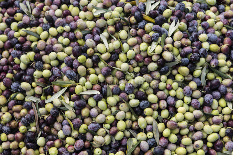 olive-harvest-newly-picked-olives-different-colors-olive-leafs-64033753.jpg