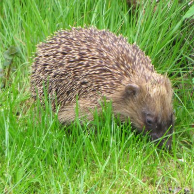 openproducts_-_hedgehog.jpg