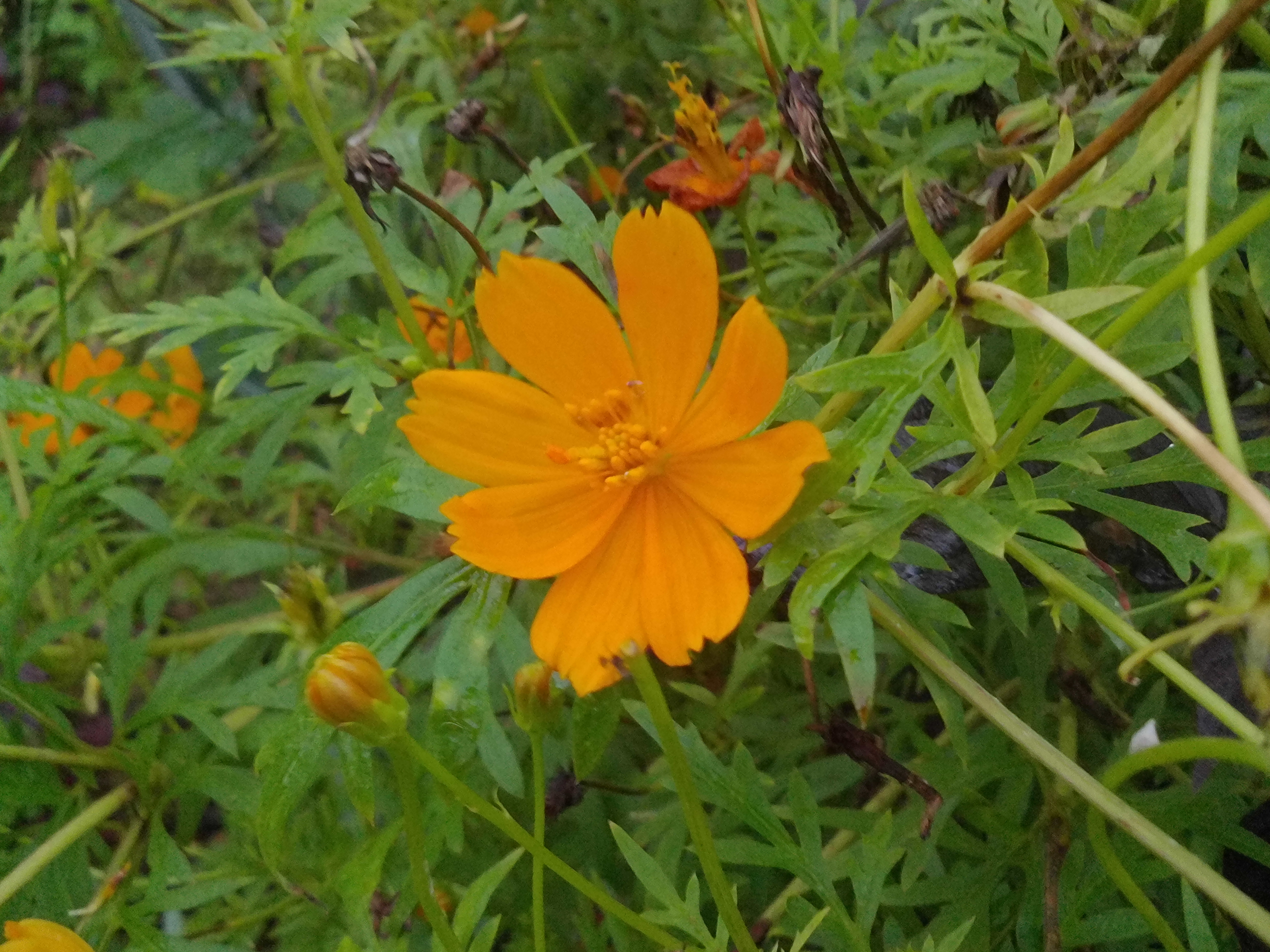 orange flower (2).JPG