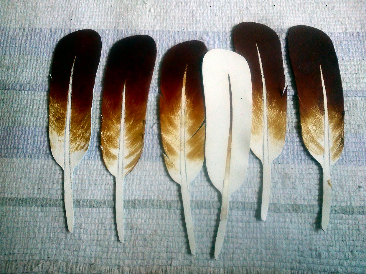 painted feathers.jpg