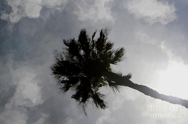 palm and clouds in water.JPG