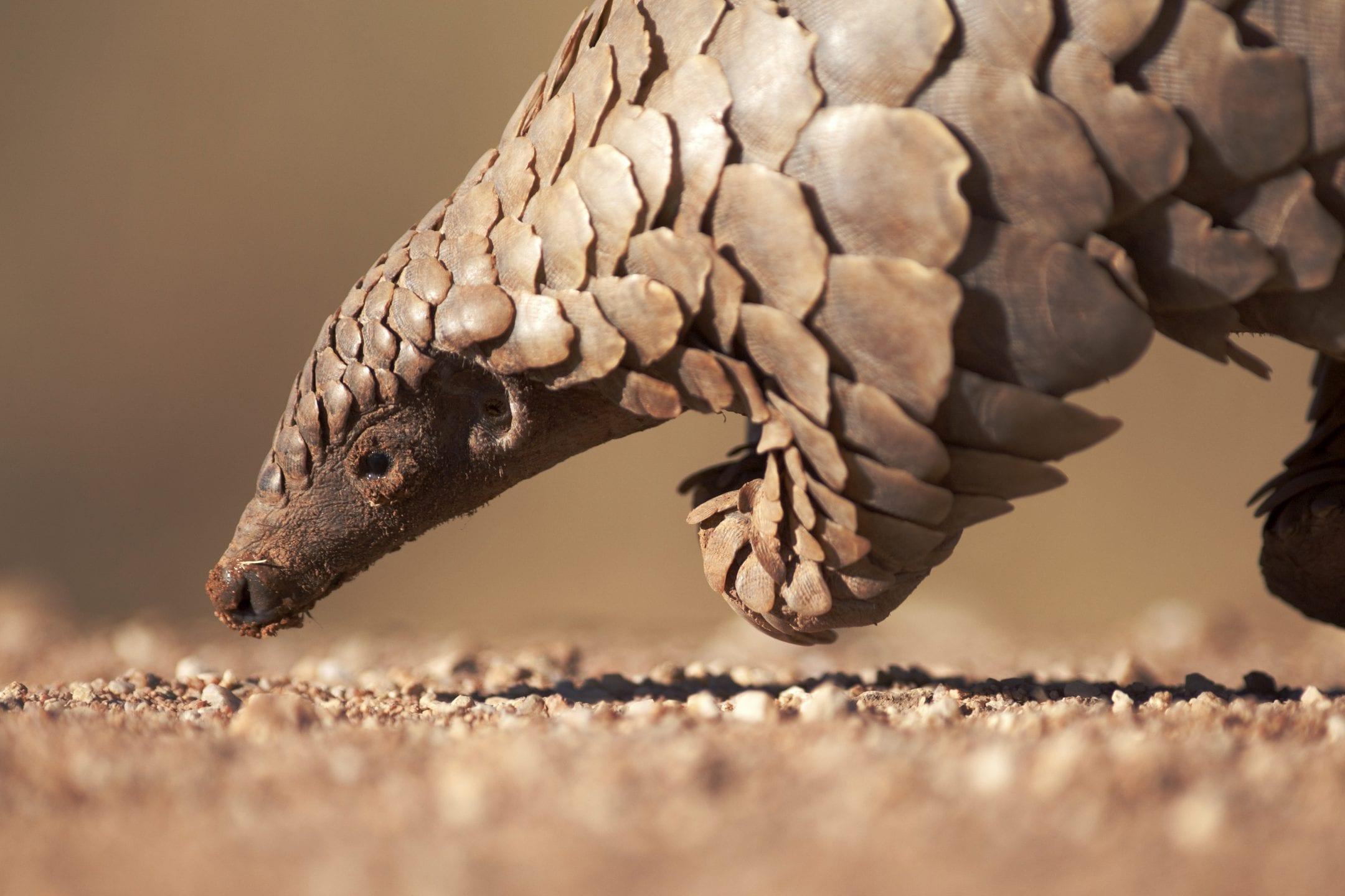 pangolin-2630ben-toned-2160x1440.jpg