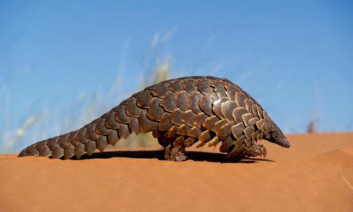 pangolin.jpg