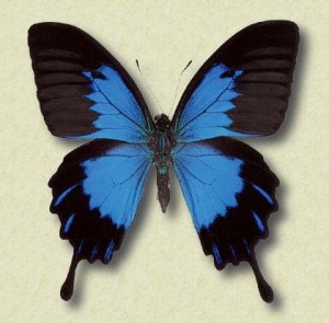 papilio_ulysses_vanessa-300x295.jpg