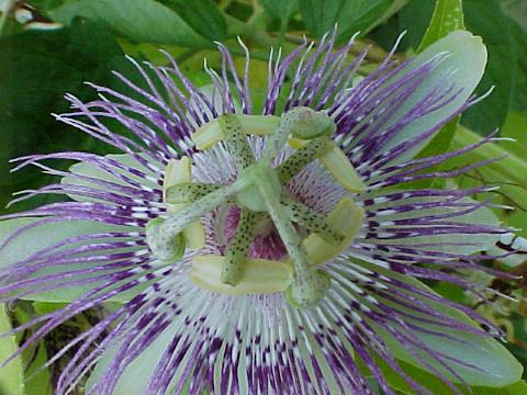 passiflora-2004.jpg