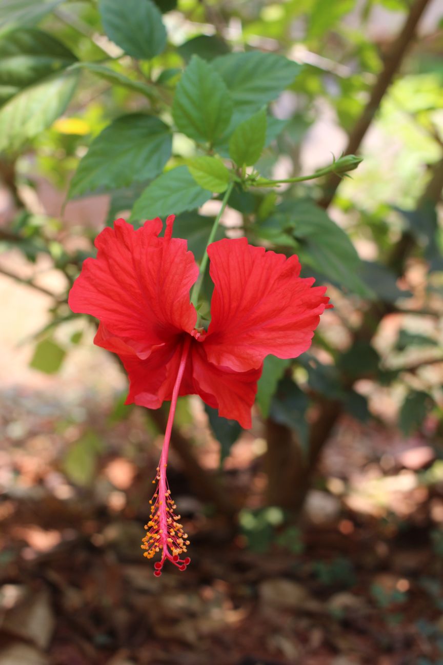 paticheri-hibiscus-flower-syrup-18_26397573034_o.jpg