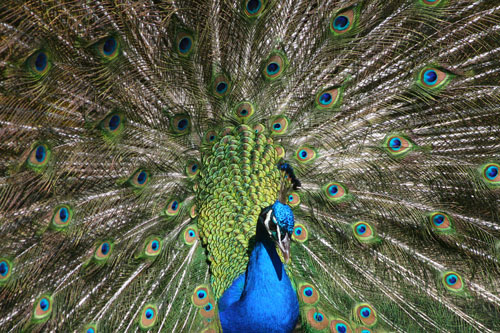 peacock.jpg