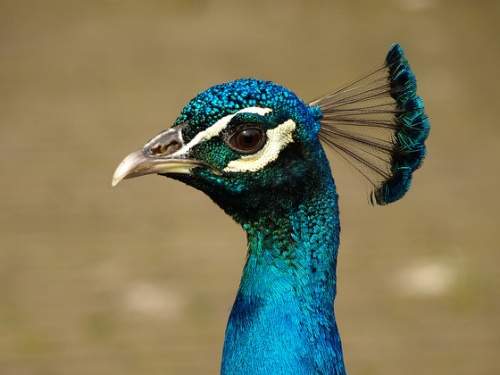 peacock_profile.jpg