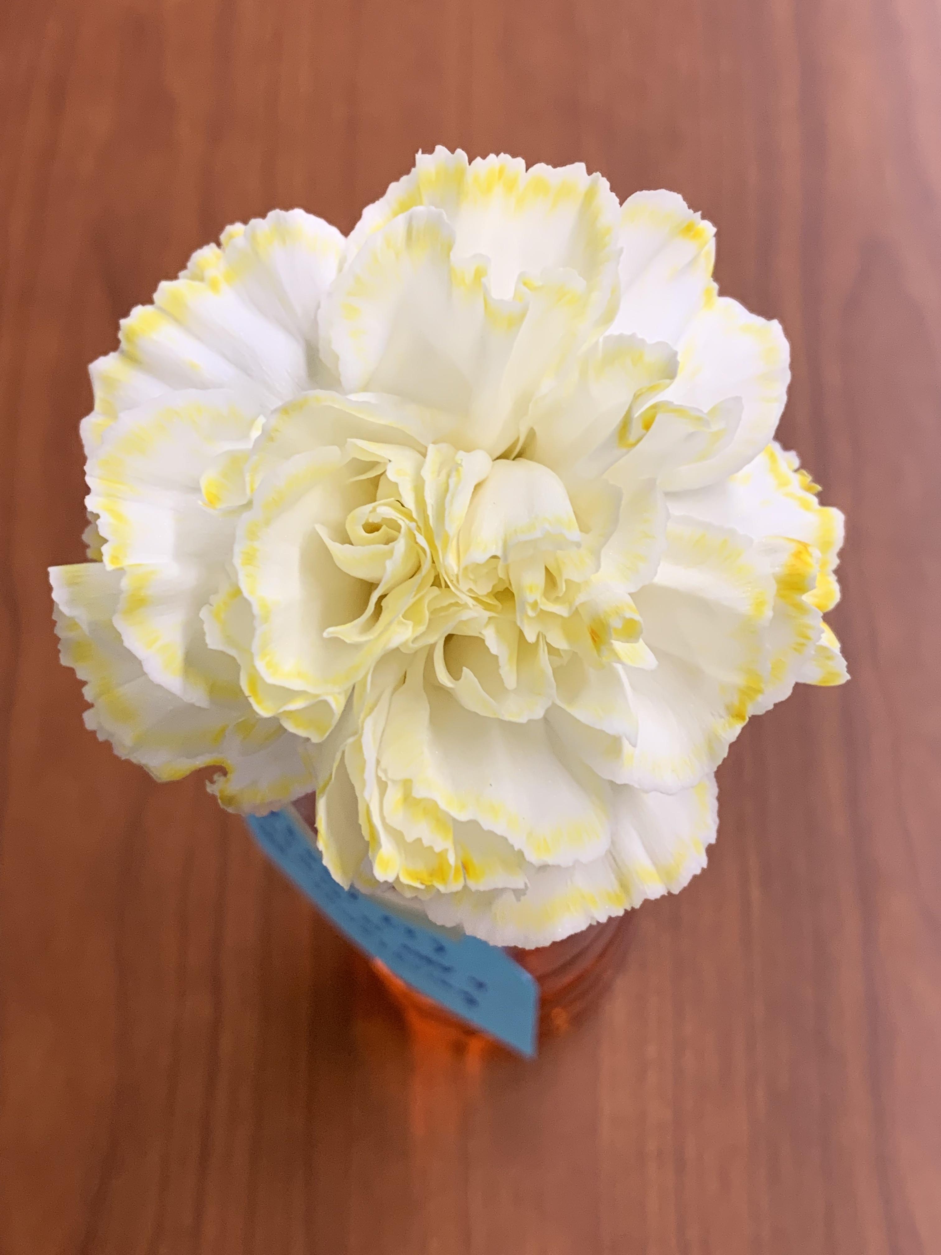 peony, no rewatering.jpg