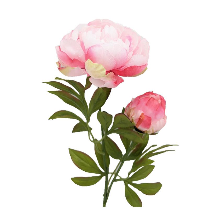 peony.jpeg