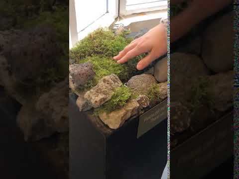 person petting moss