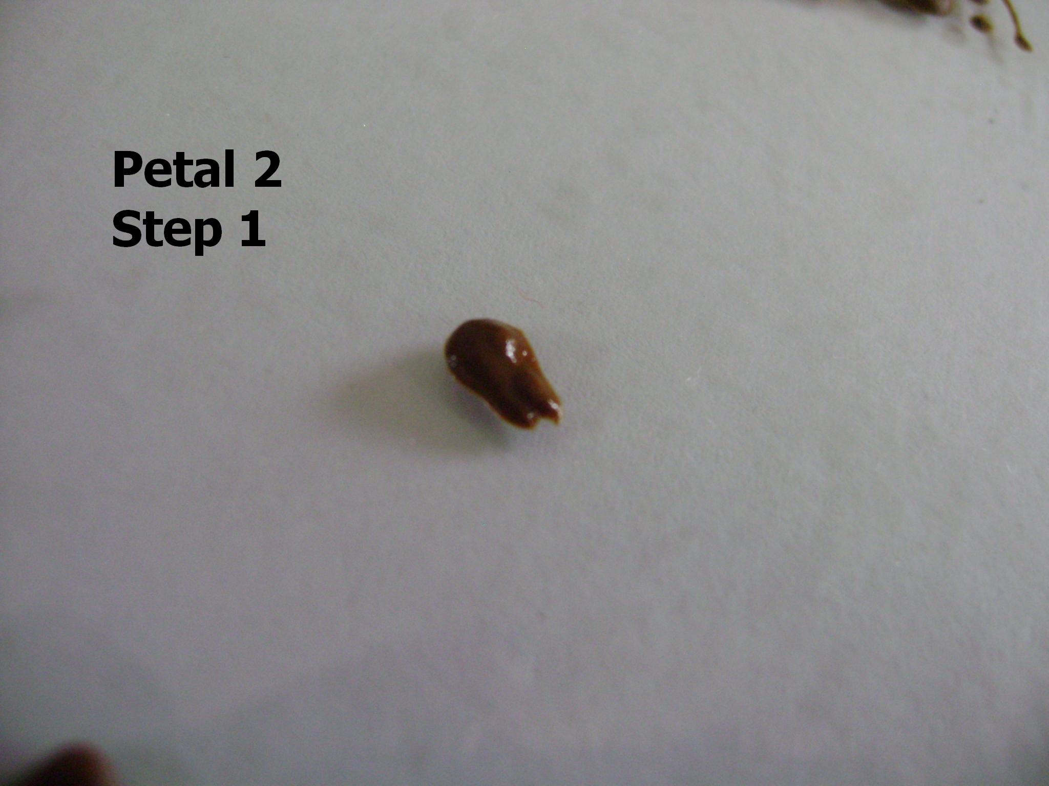 petal 11.JPG