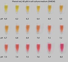 phenol red in medium.jpg