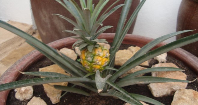 pi&ntilde;a-660x350.jpg