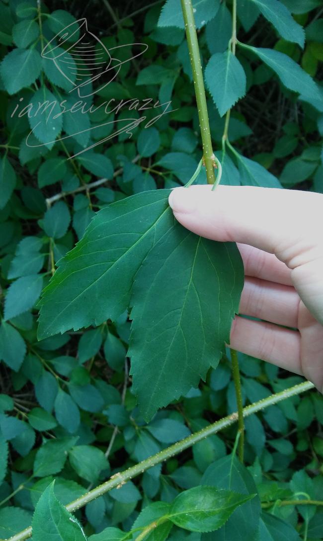 picking forsythia leaves.jpg