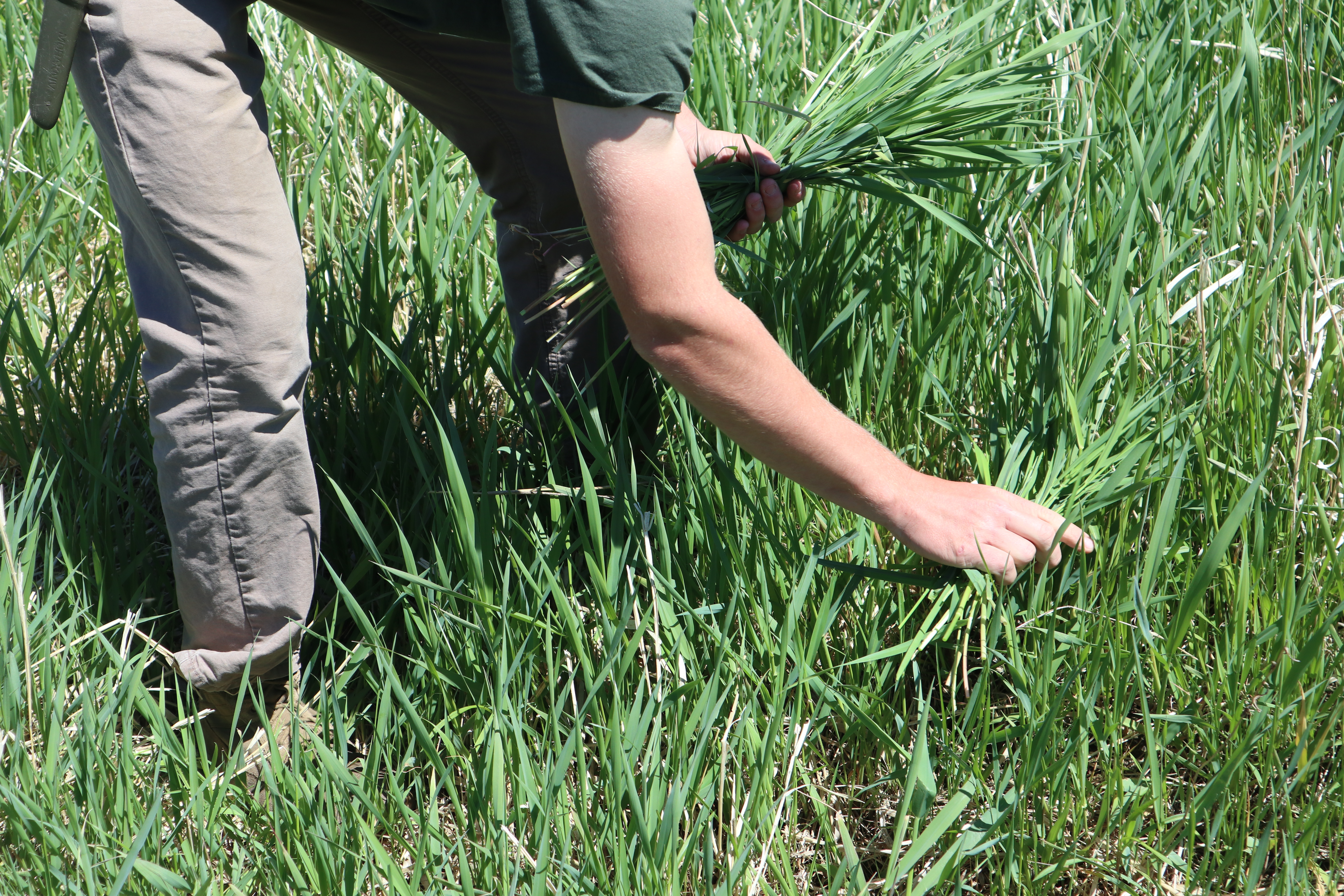 picking grass.JPG