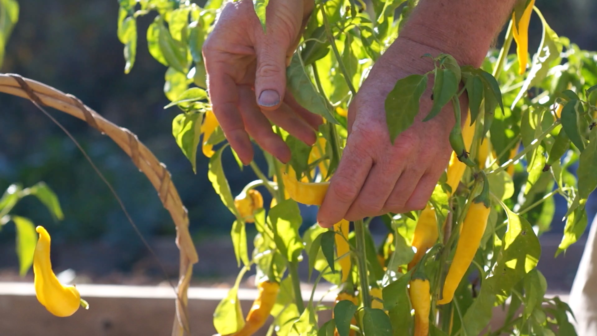 picking peppers.jpg