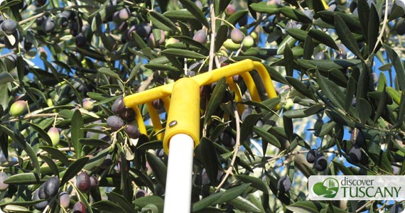 picking-olives-tuscany.jpg