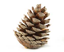 pinecone_112344086_250.jpg