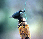 pineconefeeder.jpg