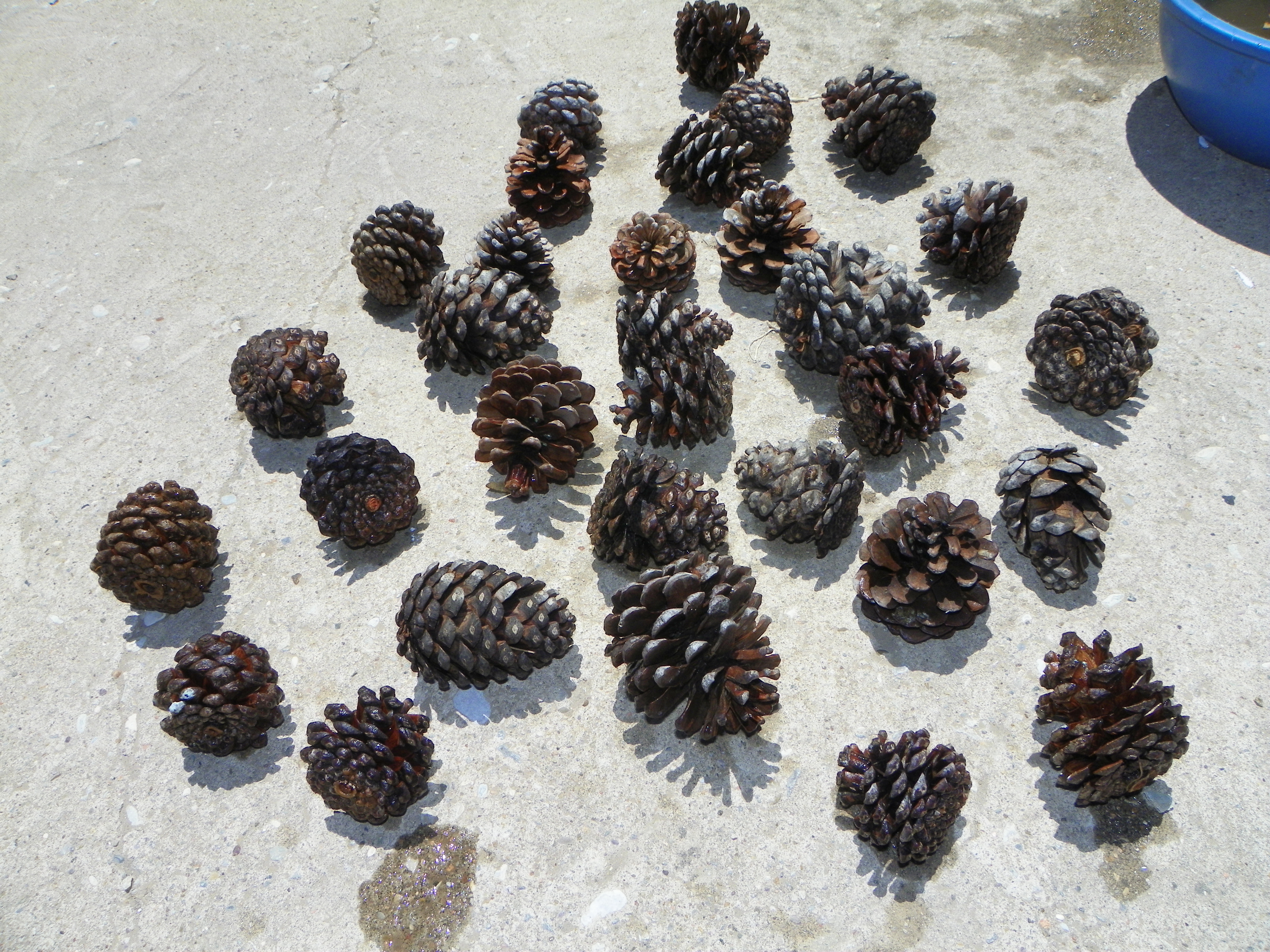 pinecones 005.jpg