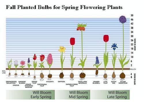 planning-and-selecting-fall-planted-bulbs2.jpg