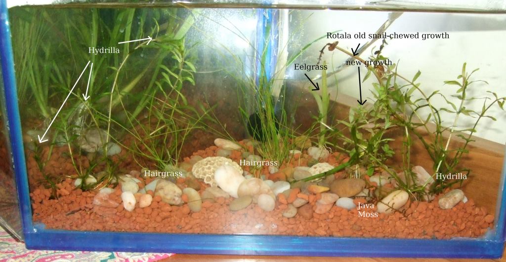 planted tank.jpg