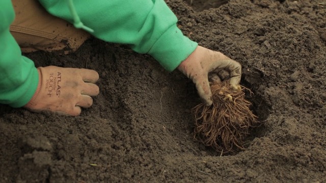 planting bare root perennials.jpg