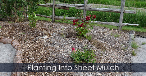 planting-into-sheet-mulch.jpg