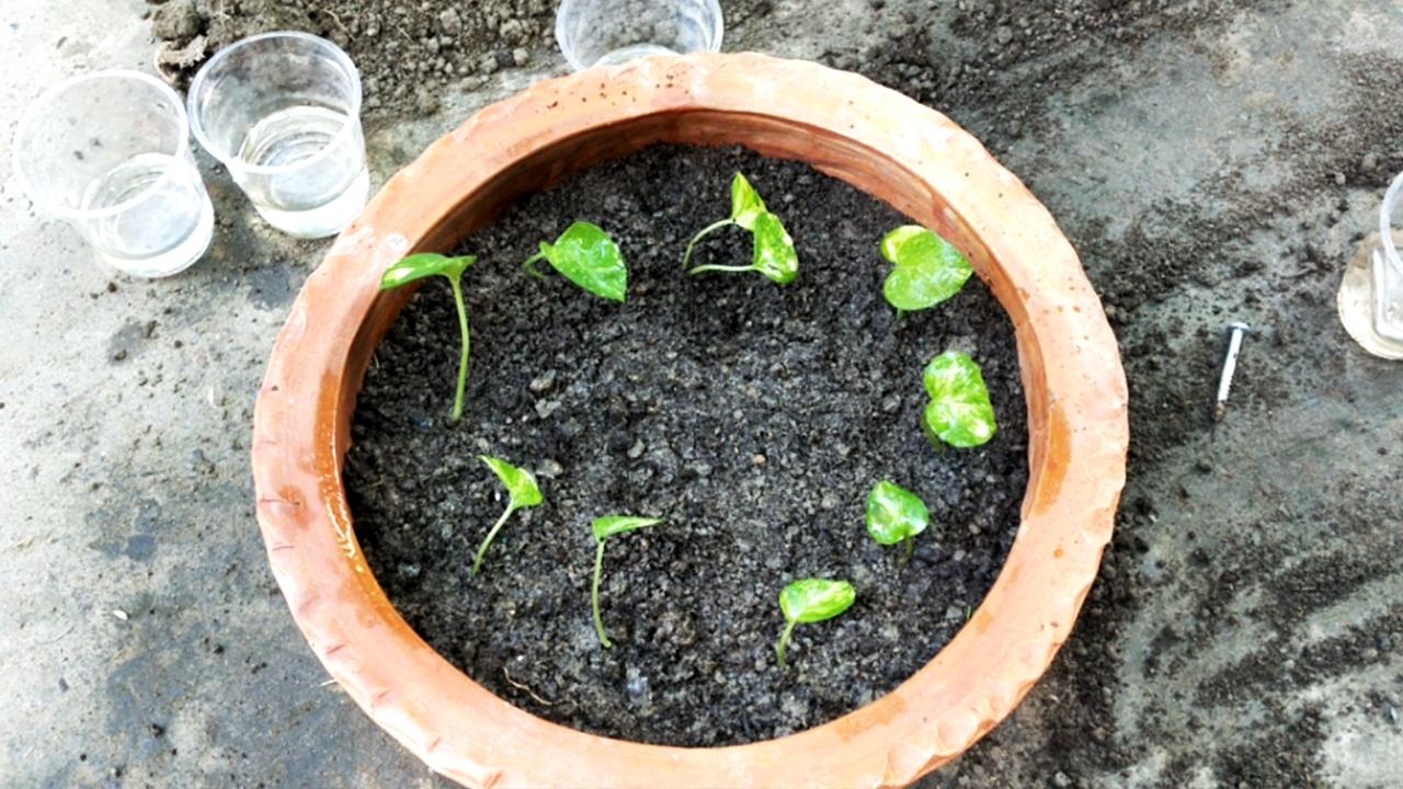 planting-pothos2.jpg