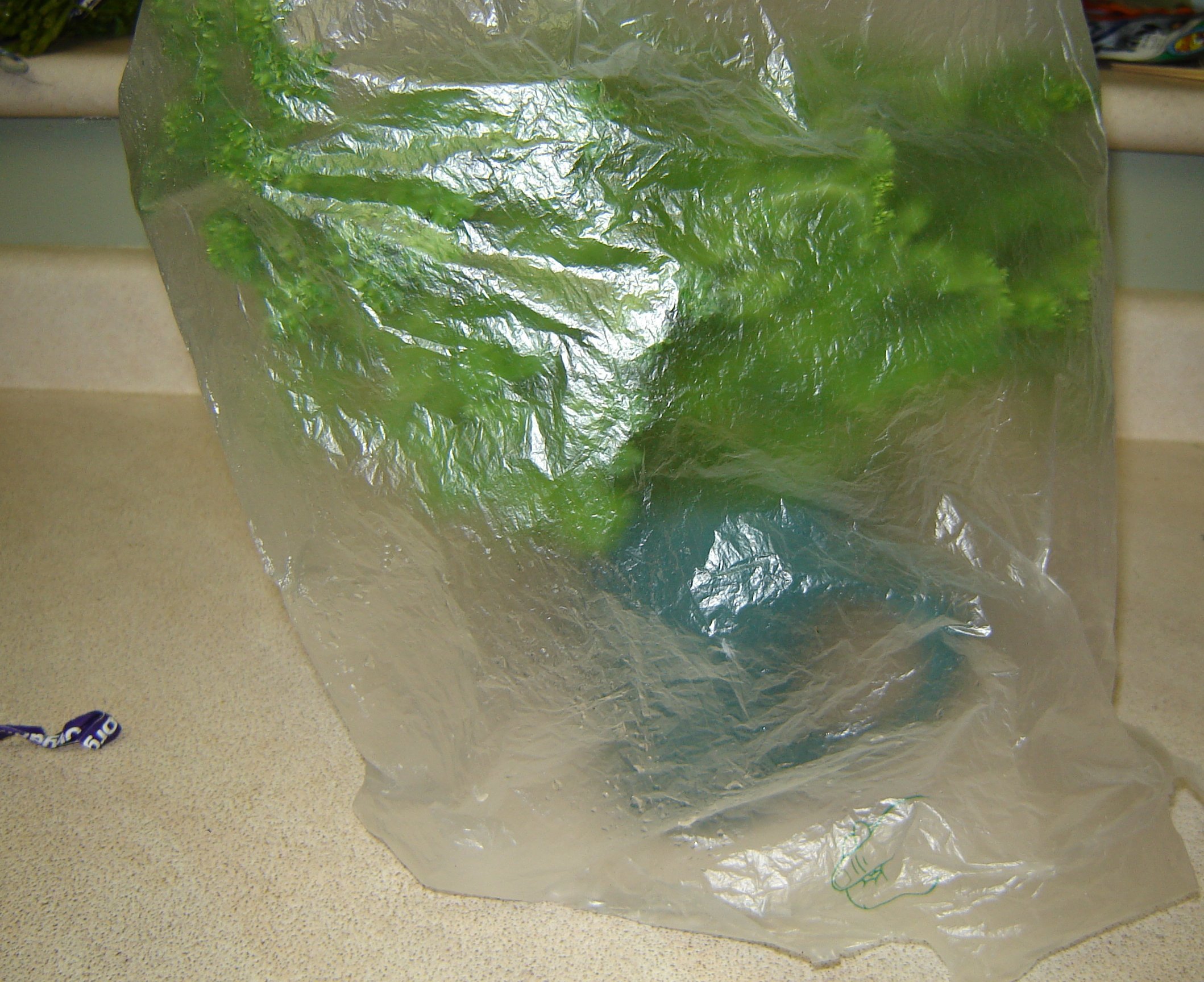 plasticbag.jpg