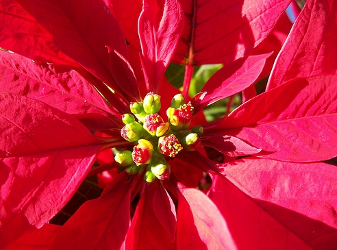 poinsettia2.jpg