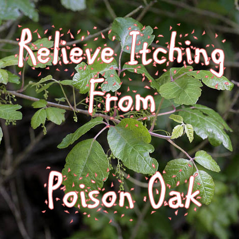 poison oak title.jpg