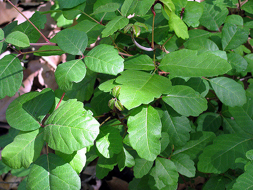 poison oak2.jpg