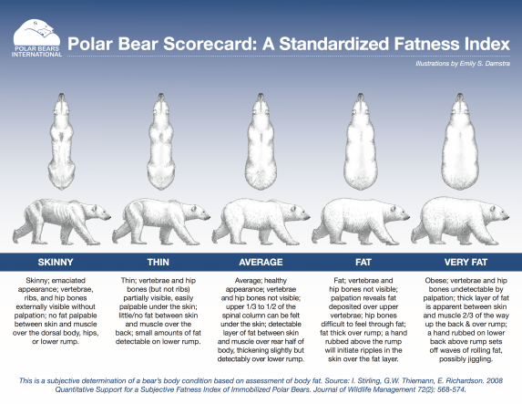 polar_bear_scorecard_1pager_web.png