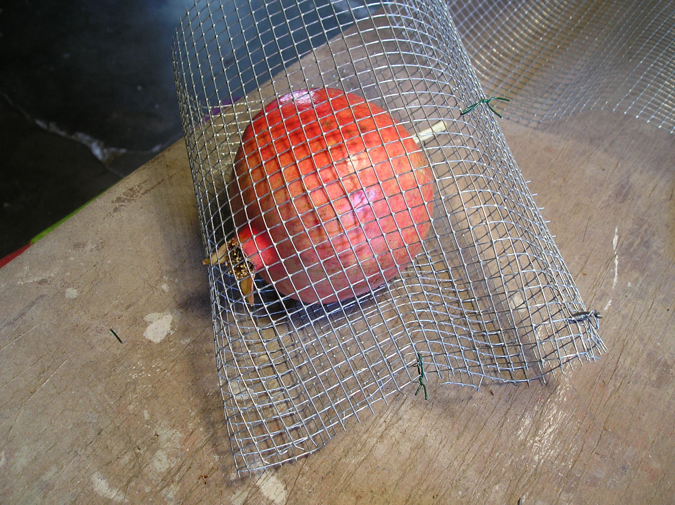 pomegranates 005.jpg