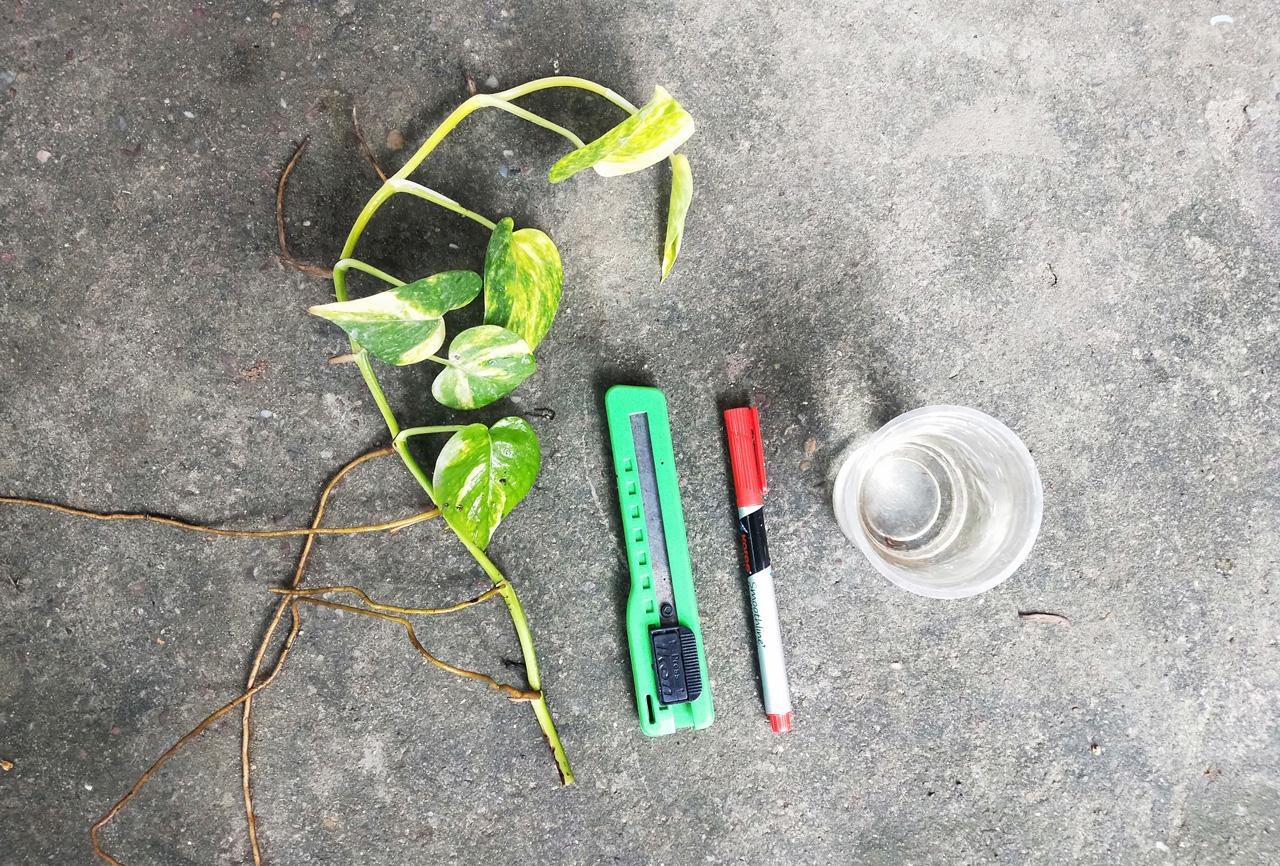 pothos-cut.jpg