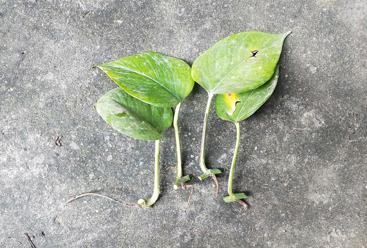 pothos-cuttings.jpg