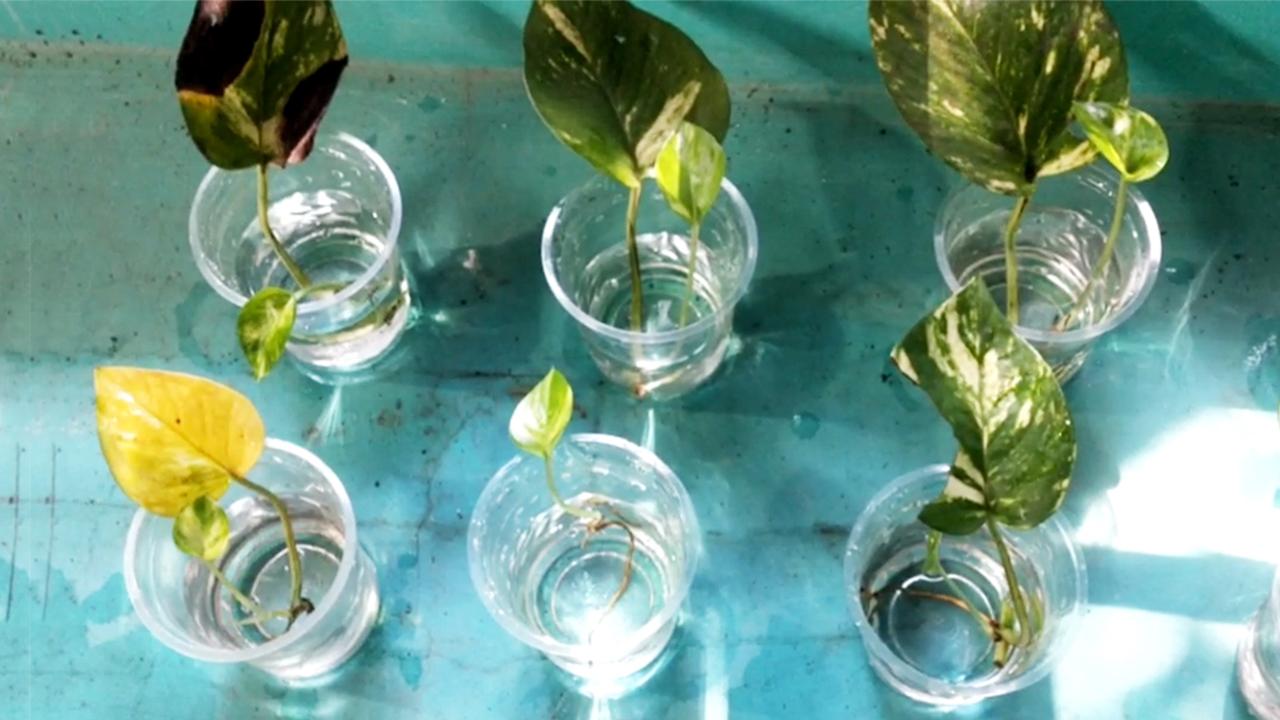 pothos-grow-shoot6.jpg