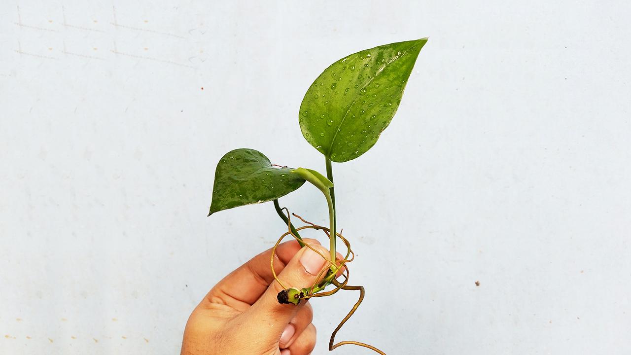 pothos-grow-shoot9.jpg