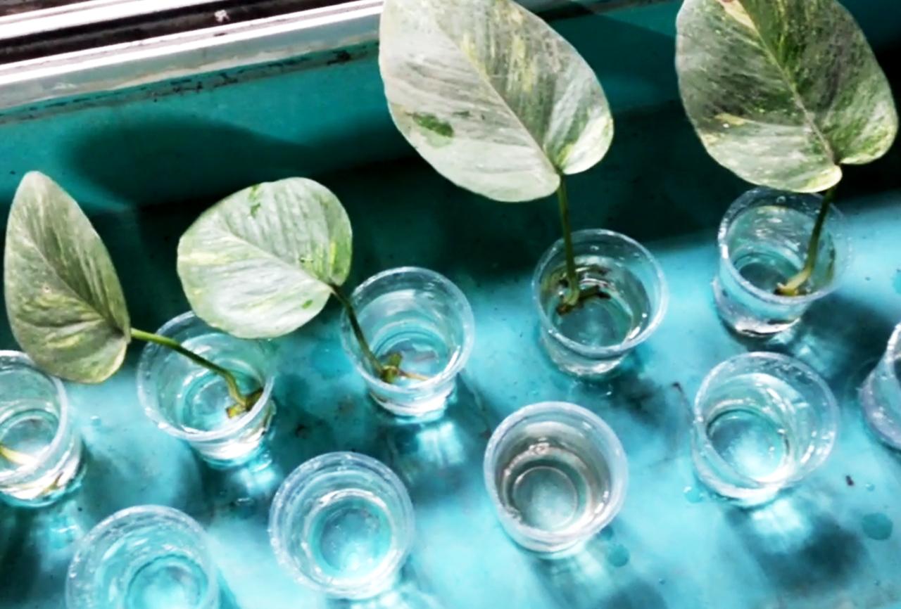 pothos-in-glass2.jpg