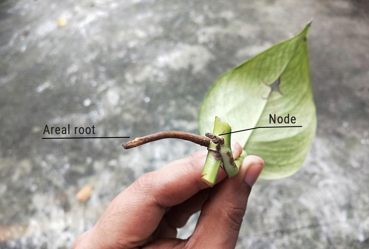 pothos-node3a.jpg