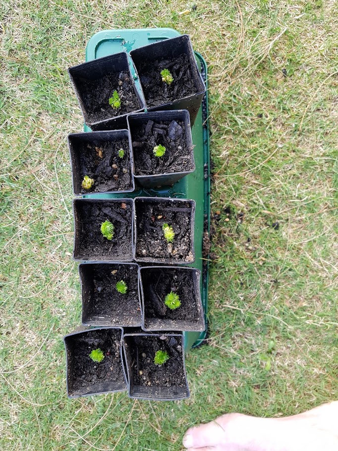 potted stylidium plantlets.jpg