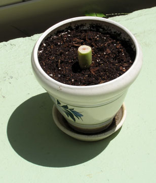 potted up to grow.jpg