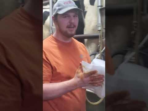 pre milking process