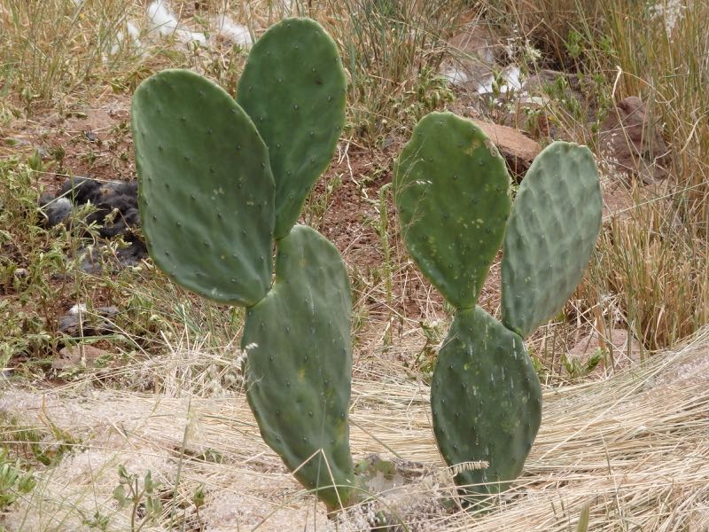 pricklypear-10a.jpg