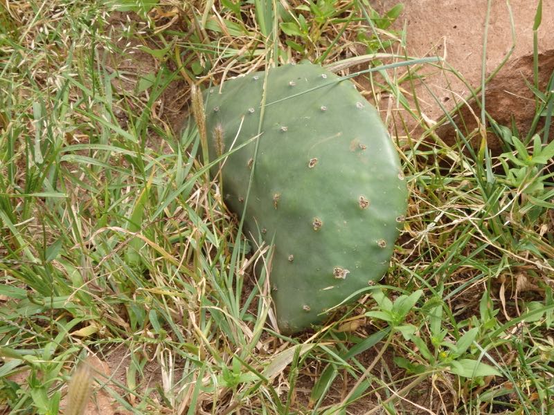 pricklypear-10d.jpg