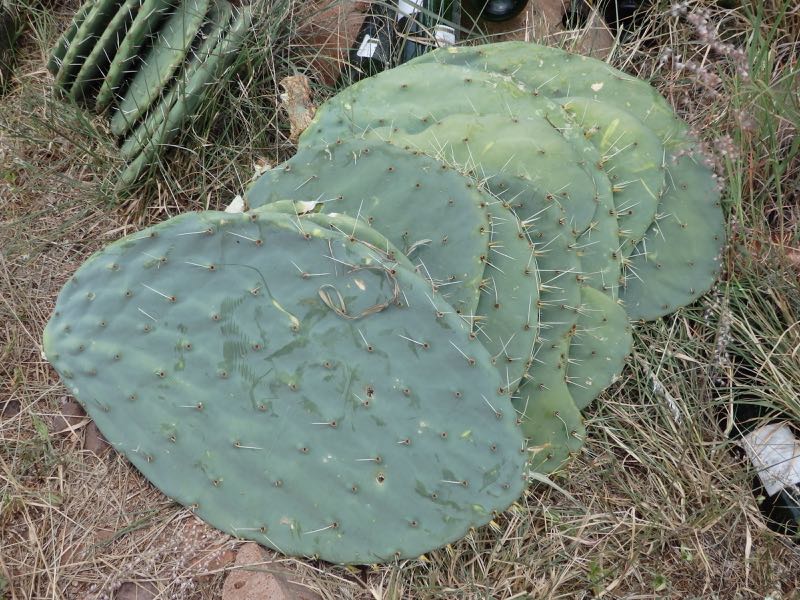 pricklypear-2b.jpg