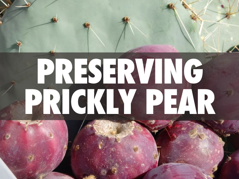 pricklypearinstructable.jpg