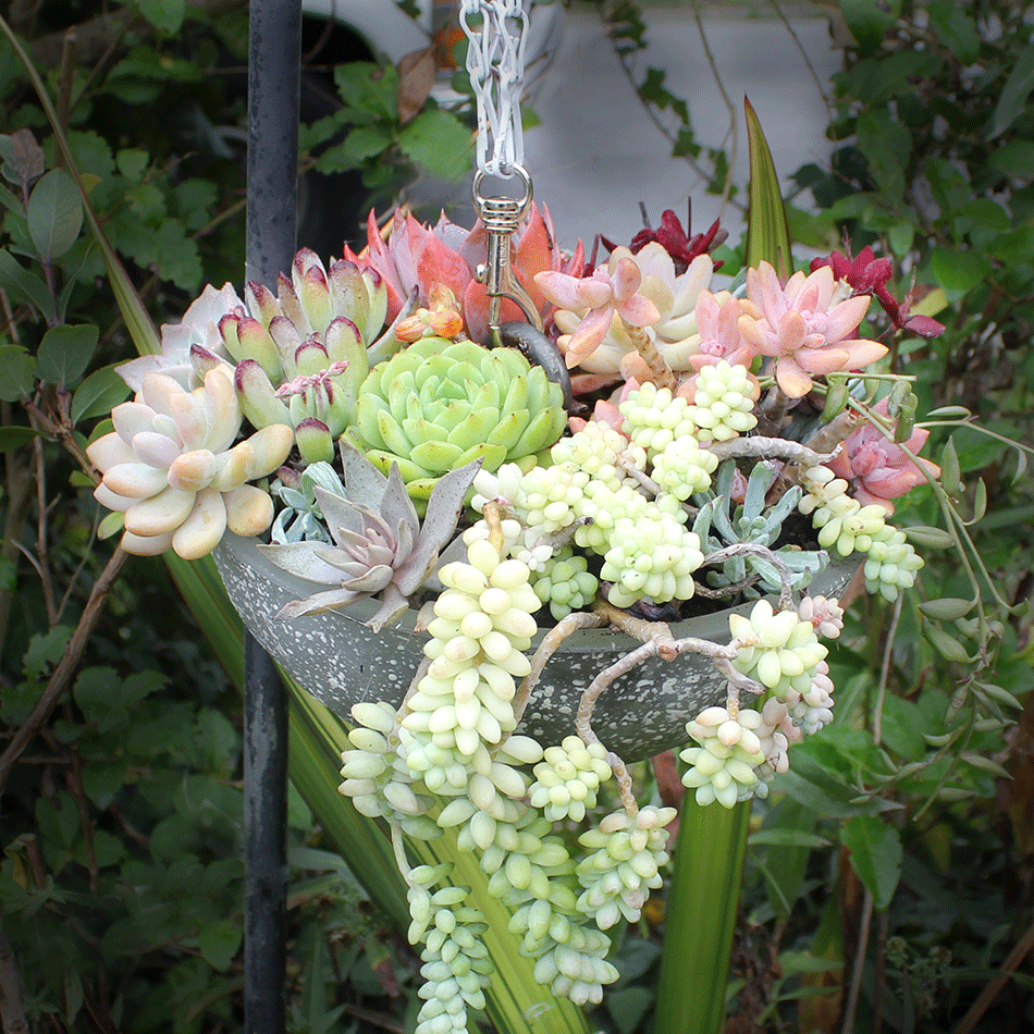 project-lamplanter-hangingfinalpicforweb.gif